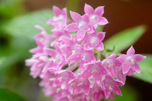 ペンタスの花 ペンタスの花の写真