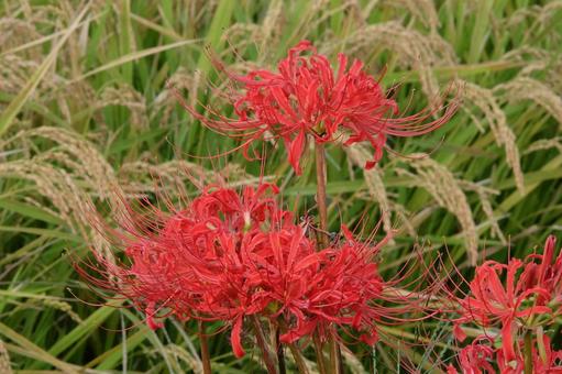 実りの秋と曼珠沙華 彼岸花,クローズアップ,秋の写真素材