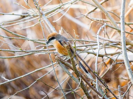 枝にとまるモズ・百舌鳥 枝にとまるモズ・百舌鳥 モズ,百舌鳥,野鳥の写真素材