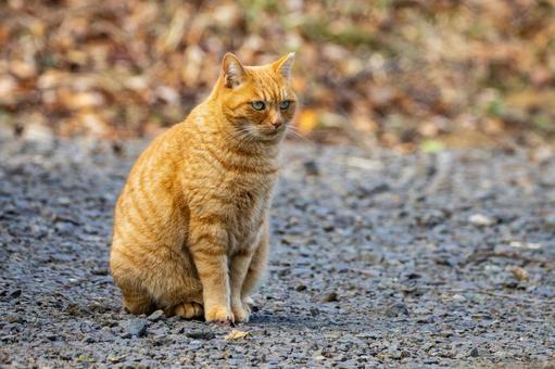 猫(275) 食肉目,ネコ科,動物の写真素材