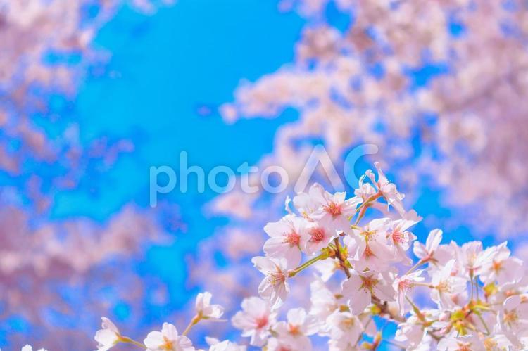 大宮公園の満開の桜 桜,さくら,ソメイヨシノの写真素材