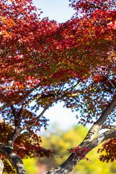 光に透ける真紅のモミジと玉ボケ 紅葉,秋,モミジの写真素材