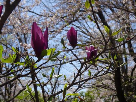 Photo, magnolia, red purple, leaf, 