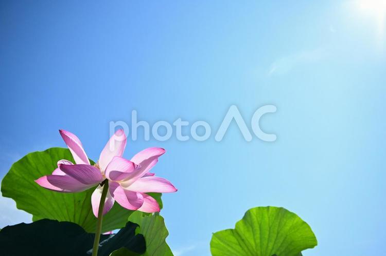 夏の青空に咲くピンクの蓮の花 ハス,蓮の花,青空の写真素材