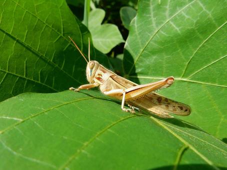 【昆虫写真】ツチイナゴ(土蝗) 【昆虫写真】ツチイナゴ(土蝗) ツチイナゴ,土蝗,イナゴの写真素材