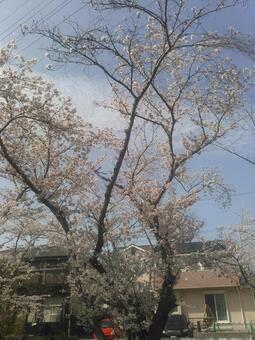 桜と青空 桜と青空の写真