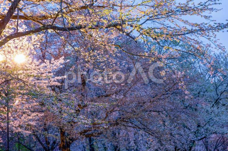 弘前城公園のライトアップ桜 ライトアップ,夜景,弘前城公園の写真素材