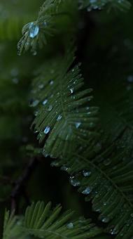 Photo, water droplets, rainy season, rain, 