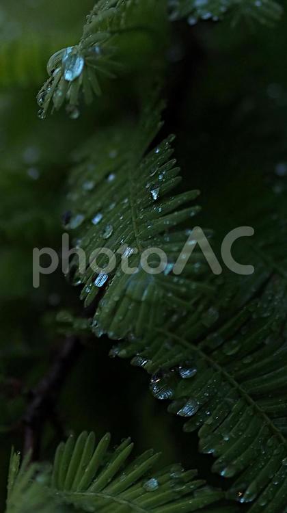 梅雨の景色、雨に濡れたシダの葉っぱ 水滴,梅雨,雨の写真素材