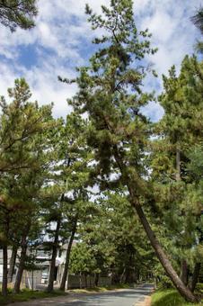 Goyu Pine Tree Line, JPG Goyu Pine Tree Line, JPG