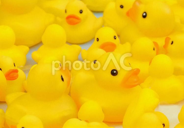 大小さまざまなアヒルのキュートな人形画像 アヒル,あひる,アヒルちゃんの写真素材