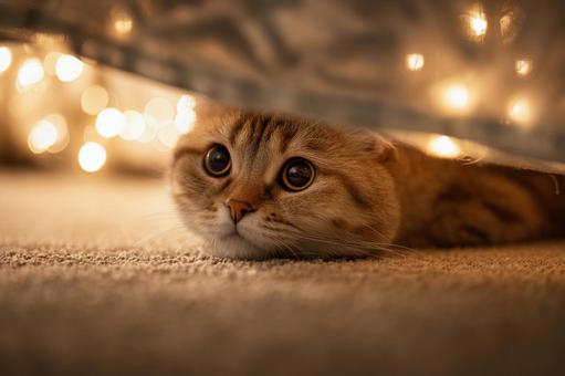 狭いところから見つめてくる猫 狭いところから見つめてくる猫の写真