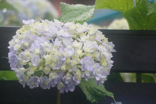 Photo, hydrangea, rainy season, rain, 
