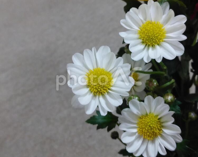 小菊 小菊,菊,花の写真素材