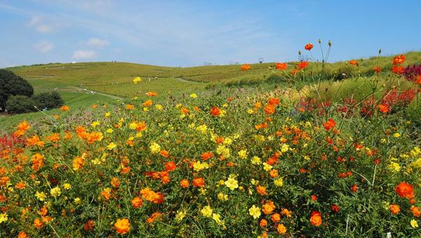 ひたち海浜公園・黄花コスモスの花&コキア ひたち海浜公園・黄花コスモスの花&コキア 初秋,国営ひたち海浜公園,キバナコスモスの写真素材