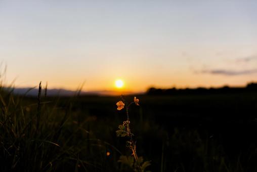 Photo, grass dyed in sunset, weed, grass, 
