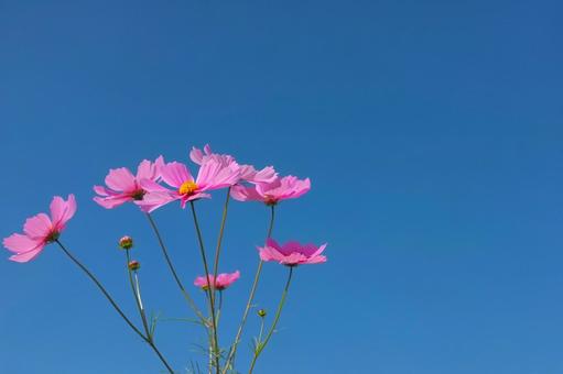 秋桜 秋桜の写真