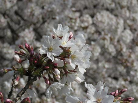 満開の桜 満開の桜の写真