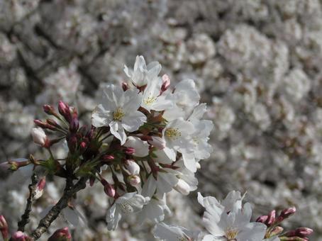 Photo, cherry blossoms in full bloom, clear, cherry blossoms, 