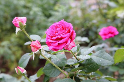 美しい濃いピンクのバラの写真