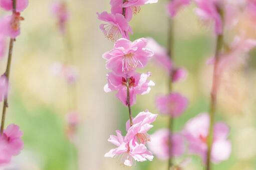 ピンクのしだれ梅 梅,ピンク,花の写真素材