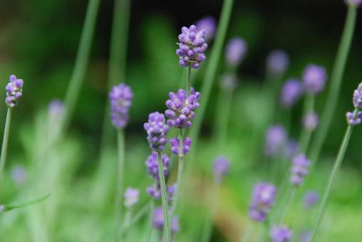 イングリッシュラベンダー_2022_2の写真