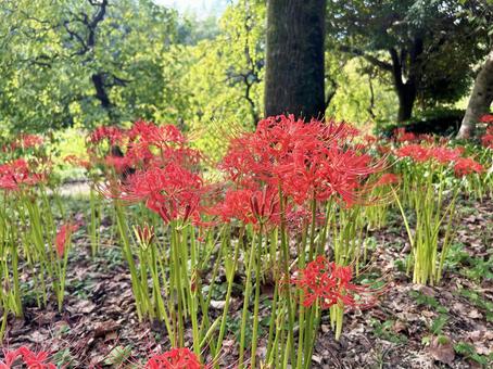 華やかな彼岸花 華やかな彼岸花 彼岸花,華やか,色鮮やかの写真素材