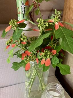 ショウジョウソウの写真