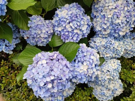 紫陽花 紫陽花の写真