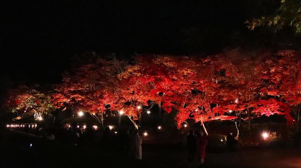 虹の郷　紅葉ライトアップ 紅葉,ライトアップ,秋の写真素材