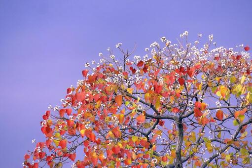 ナンキンハゼの鮮やかな紅葉と白い種子 紅葉,ナンキンハゼ,街路樹の写真素材