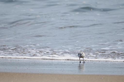 ミユビシギ(22)の写真