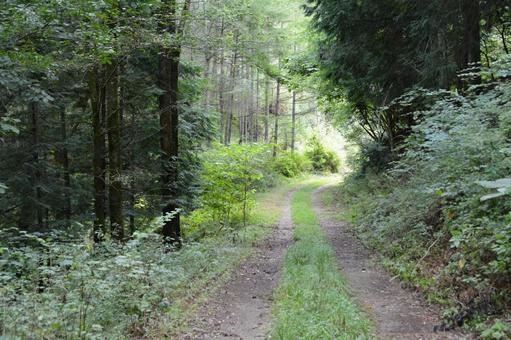 山の林道 山の林道 林道,山道,道の写真素材