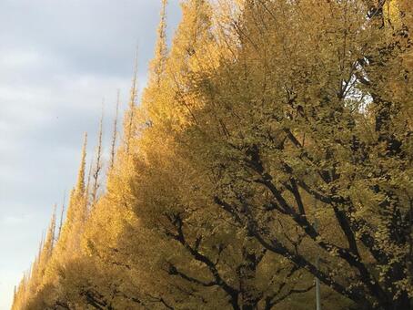銀杏並木と空の写真