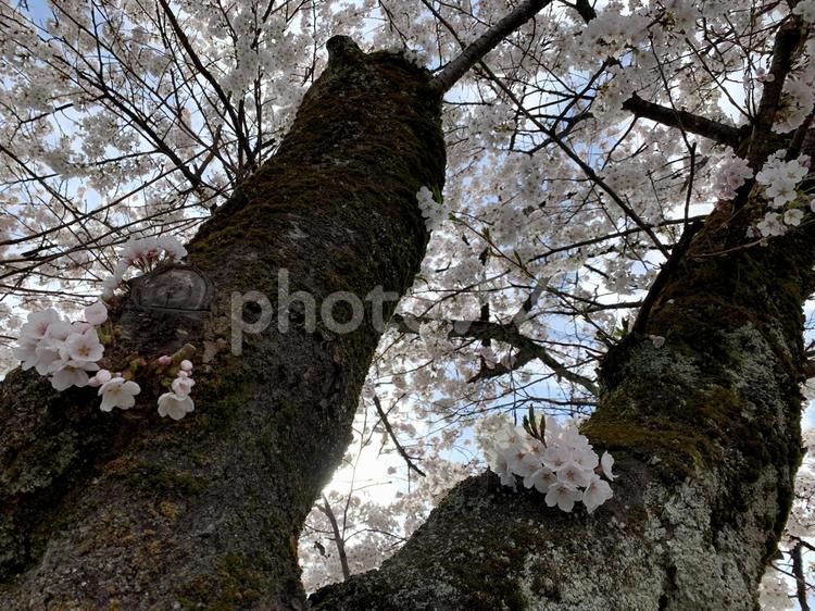 桜を見上げる 桜,春,空の写真素材