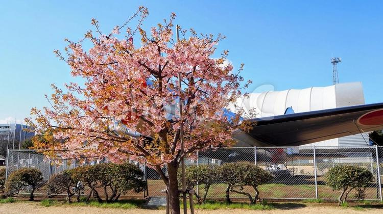 早春の花・航空公園の河津桜・埼玉県所沢市 早春,河津桜,飛行機の写真素材