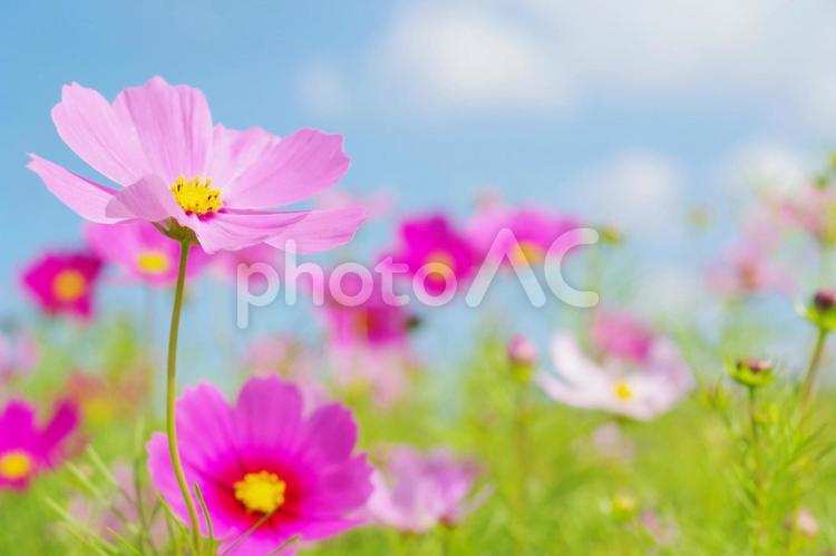 かわいいピンクのコスモスと爽やかな青空 秋,コスモス,花の写真素材