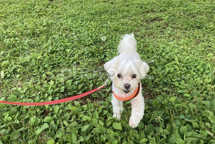 犬の散歩 犬素材,犬,芝生の写真素材