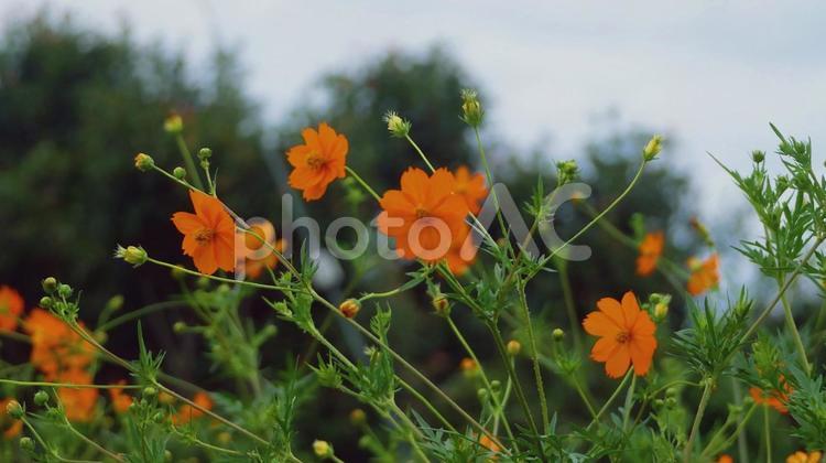 爽やかな秋を彩るキバナコスモス キバナコスモス,秋桜,黄色の写真素材