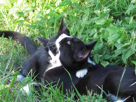 公園ネコ 沖縄県 那覇市 公園ネコ 沖縄県 那覇市 猫,ねこ,ネコの写真素材