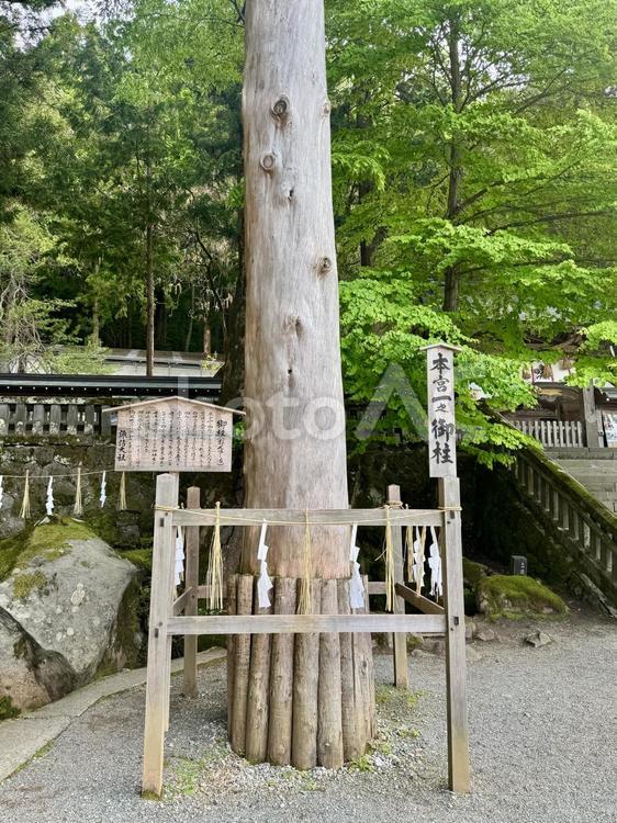 諏訪大社上社本宮一之御柱 諏訪大社,上社本宮,一之御柱の写真素材