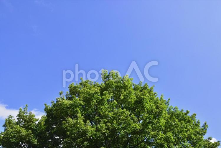 真夏の青い空と木々 木,空,グリーンの写真素材