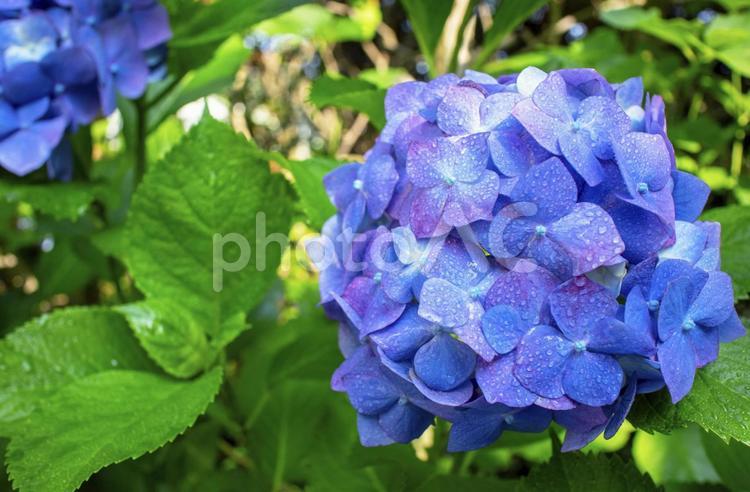 雨上がりの満開の青紫色のあじさいの画像 あじさい,花,紫の写真素材
