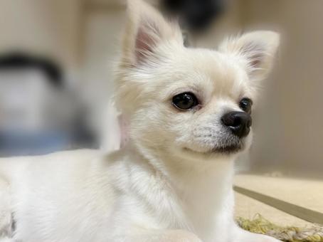 白いチワワ 白いチワワ チワワ,クリーム,ホワイトの写真素材