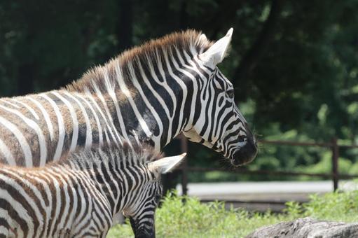 シマウマの親子 シマウマの親子 動物,シマウマ,親子の写真素材