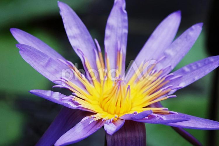 鮮やかな睡蓮の花 スイレン,水辺,綺麗の写真素材