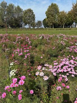 コスモス畑と散歩道 コスモス,コスモス畑,花壇の写真素材