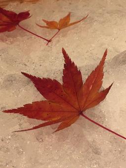 Photo, autumn leaves, red, vivid, 