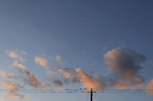 早朝のスズメたち 早朝のスズメたちの写真