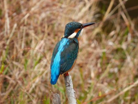 草地の前に立つ枯れ枝にとまるカワセミ5 カワセミ,鳥,鳥類の写真素材